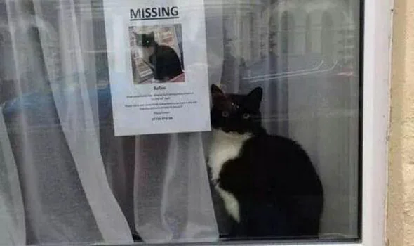 Black-and-white cat sitting beside its missing-cat poster
