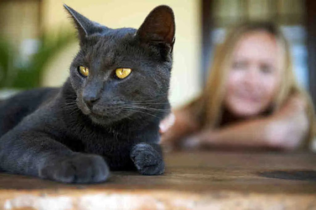 Black cat looking away from a woman behind it