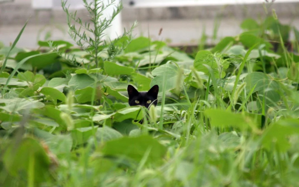 Black cat peering through dense green plants