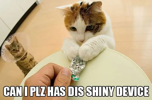 Cat reaching for shiny foil held by a person