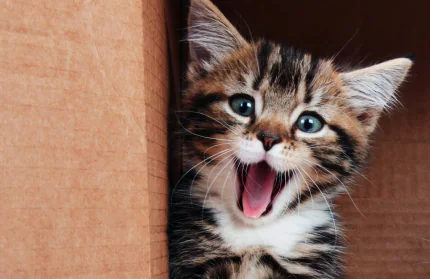 Kitten with its mouth open and paws against a wooden surface