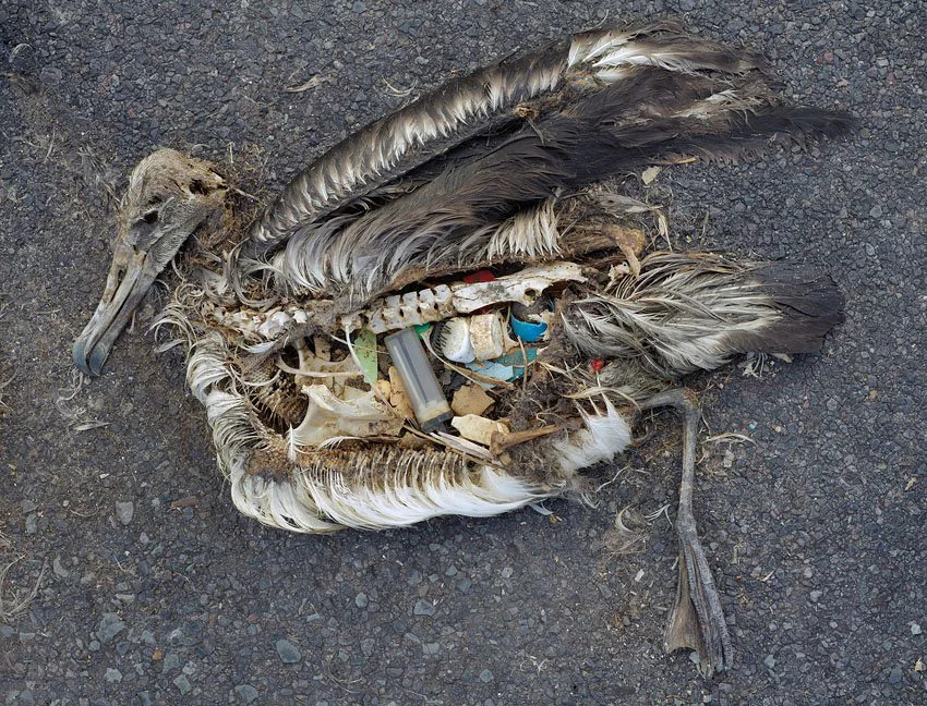 Dead seabird with plastic debris visible inside its body